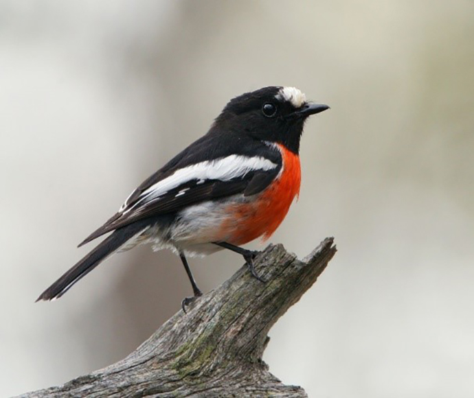 Scarlet Robin, male