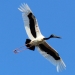 Black-necked stork (Ephippiorhynchus asiaticus) in flight