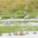 A flock of Brolga (Grus rubicunda) in wetlands