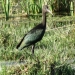 Glossy ibis (Plegadis falcinellus threskiornithidae) in wetland