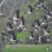 Flock of magpie geese (Anseranas semipalmata) in flight