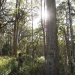 Southern Highlands Koala Conservation Project