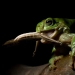Green tree frog (Litoria caerulea) eating a locust.