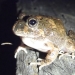 Ornate burrowing frog (Platyplectrum ornatum)