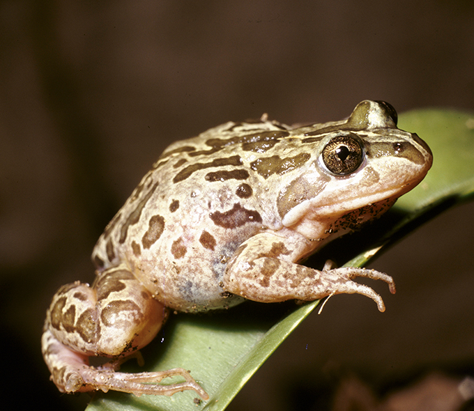 Frog with gree-brown patterns on plant