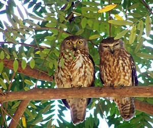 Pair of Barking Owls Ninox connivens