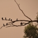 Cormorants (Phalacrocorax sulcirostris) on a tree in Yanga National Park