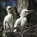 Great egret chicks (Ardea alba) in a nest in the Macquarie Marshes