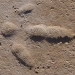 Emu (Dromaius novaehollandiae) footprint, Salt Lake, far western NSW 