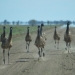Emus (Dromaius novaehollandiae) on Louth Road, Toorale National Park, flightless running birds 