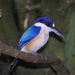 Forest kingfisher (Todiramphus macleayii)