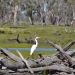 Egret (Ardea alba) resting on a log in the Redbank Wetlands