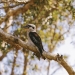Laughing kookaburra (Dacelo novaeguineae), Little Bay, Arakoon National Park
