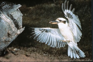 Laughing kookaburra in flight approaching nest hollow
