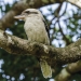 Kookaburra (Dacelo novaeguineae), Saltwater National Park