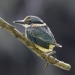 Sacred kingfisher (Todiramphus sanctus), Royal National Park