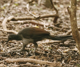 Superb lyrebird (Menura novaehollandiae), Minnamurra Rainforest