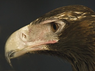 Wedge tailed eagle (Aquila audax)