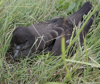 Wedge tailed shearwater (Puffinus pacificus)