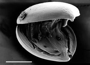 A glochidium larva of Hyridella depressa is about a quarter of a millimetre in diameter and, to the naked eye, looks like a grain of sand