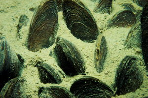 Dense mussel beds, such as this one in Lake Burragorang, filter large volumes of water and act as biological filters. 
