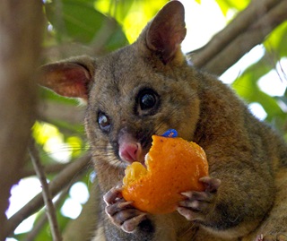 Common brush tail possum (Trichosurus vulpecula) eating stolen fruit from inside domestic house