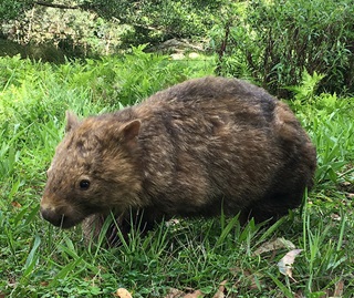 Bare-nosed wombat (Vombatus ursinus)