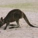 Eastern grey kangaroo (Macropus giganteus) on Pebbly Beach