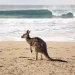Kangaroo in front of the perfect wave on Pebbly Beach, Murramarang National Park
