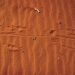 Kangaroo tracks in red dirt
