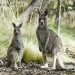 Kangaroos, Mount Kaputar National Park