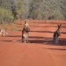 Red kangaroos (Macropus rufus) on unsealed red earth road, Gundabooka National Park
