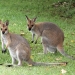 Red-necked wallaby (Macropus rufogriseus)