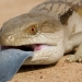 Blue-tongued lizard (Tiliqua scinoides) poking tongue out