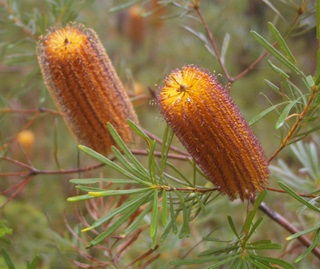 Hairpin banksia (Banksia spinulosa)