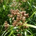 Club rush (Bulboschoenus) flowering in the Macquarie Marshes