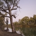 River red gums (Eucalyptus camaldulensis), Murrumbidgee riverbank Wooloondool, Murrumbidgee Valley National Park 