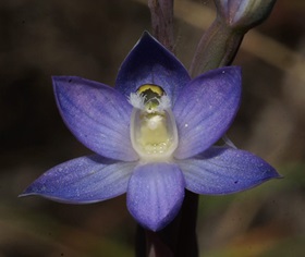 Wyong sun orchid (Thelymitra adorate).