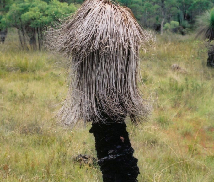 Infection of Xanthorrhoea glauca by Phytophthora cinnamomi