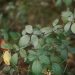 Blackberry (Rubus fruticosus) weed, produces edible fruit