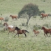 Brumbies, wild horses, in Kosciuszko National Park