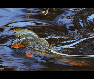 Carp (Cyprinus carpio) swimming at the surface of a river in NSW