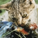 Feral cat eating bird