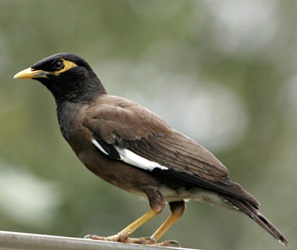 Indian Myna bird (Acridotheres tristis)