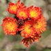 Orange hawkweed (Hieracium aurantiacum) Class 1 noxious weed