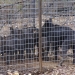 Feral pigs in cage