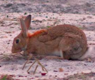 European rabbit, introduced species