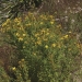 St. John's wort (Hypericum perforatum) in bloom