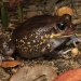 Giant burrowing frog (Heleioporus australiacus)