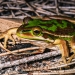 Green and Golden Bell Frog (Litoria aurea)
